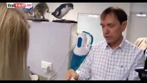 Après son amputation, ce pingouin remarche grâce à une prothèse