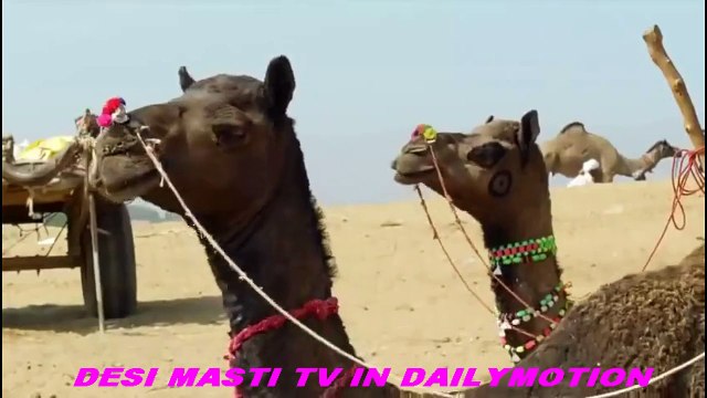 [HQ] Kediden Harika Bir Performans Güvercin Avı_1