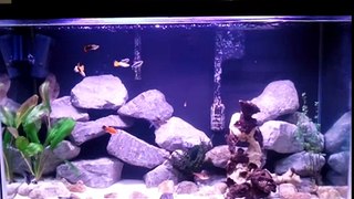 29 gallon freshwater aquarium