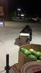 Bear Digs Through Trashcan, Doesn't See Box of Watermelons