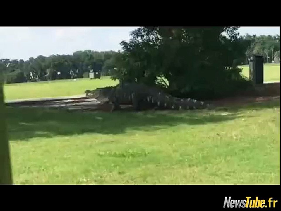 L'alligator géant du Buffalo Creek Golf Club en Floride n'est pas un fake