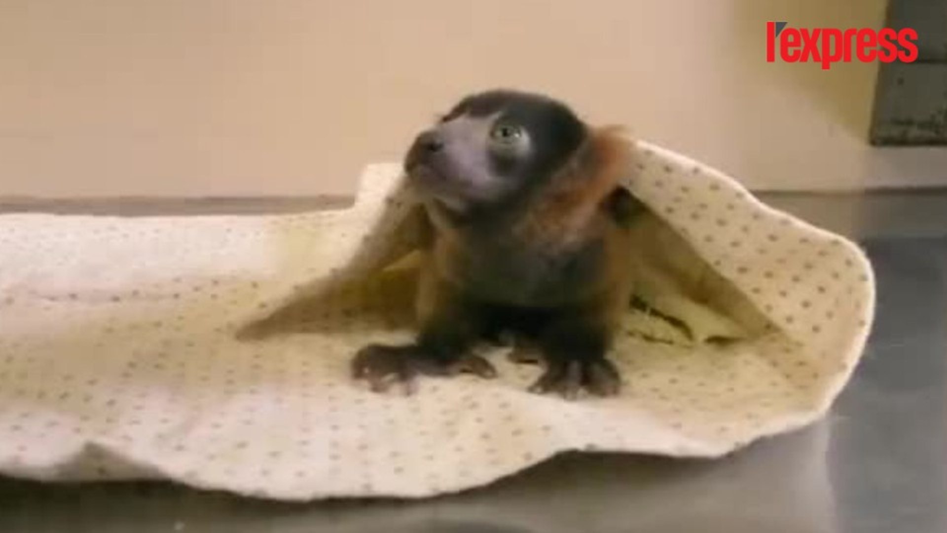 Un Bebe Lemurien Nait Dans Un Zoo A San Diego Video Dailymotion