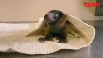 Un bébé lémurien naît dans un zoo à San Diego