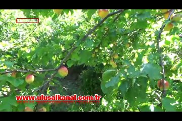 Çiftçiler, kayısı üretimlerine devam edebilmeleri için yardım bekliyor