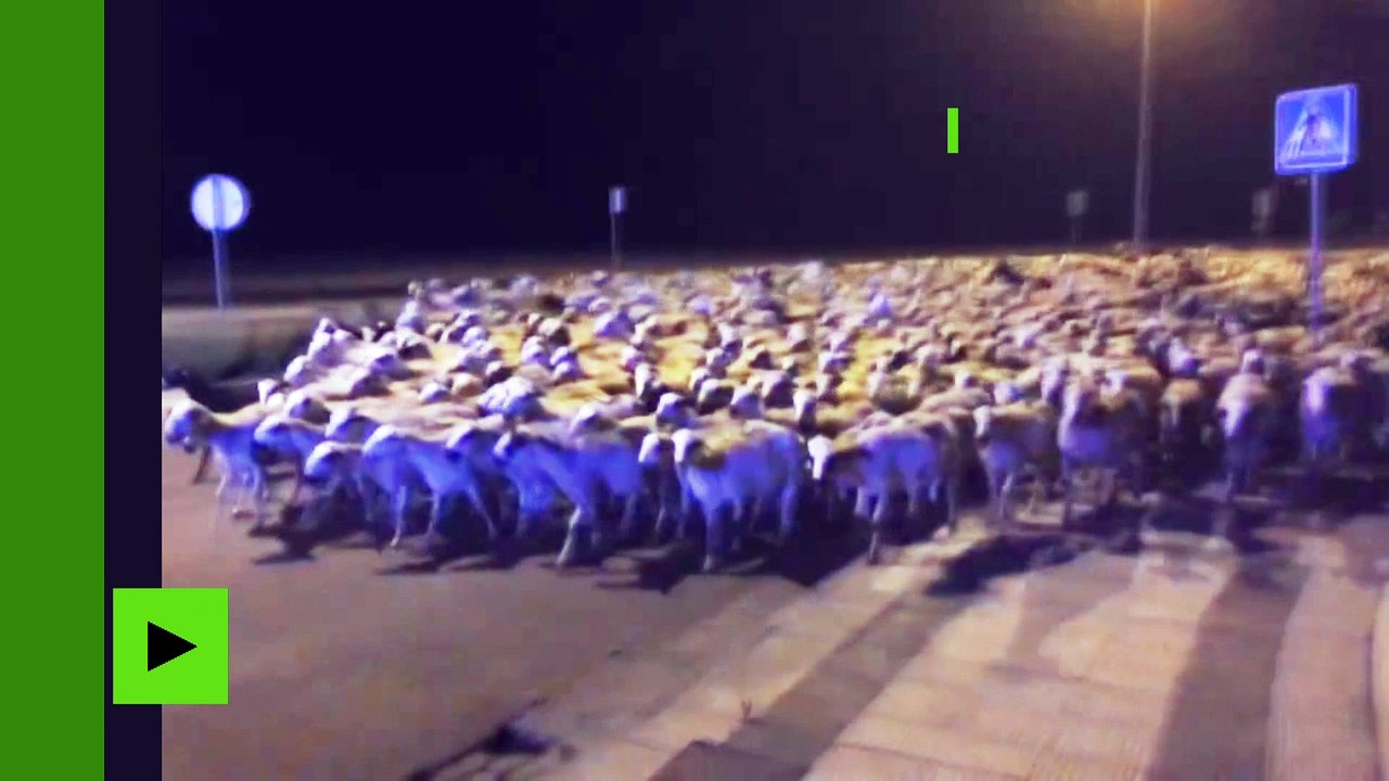 Espagne: un berger s'endort, pendant ce temps ses moutons font la fête dans la ville voisine