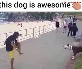 funny video dog is playing nice game_(2)