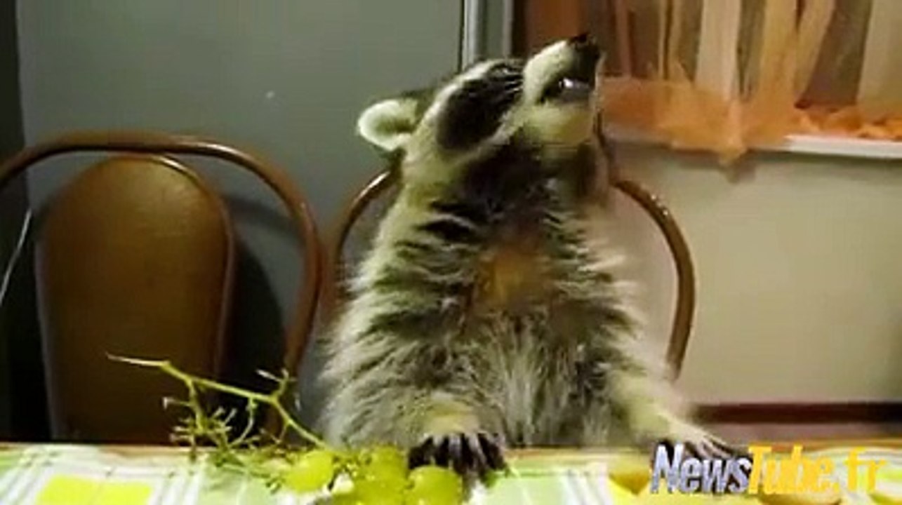 Le raisin mais c'est si mignon comestibles