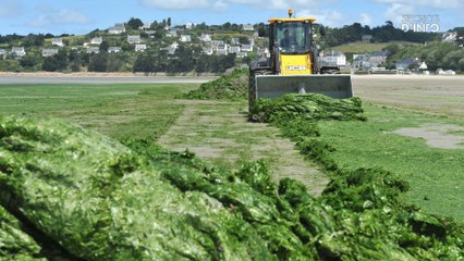 Algues vertes en Bretagne : des vérités qui dérangent
