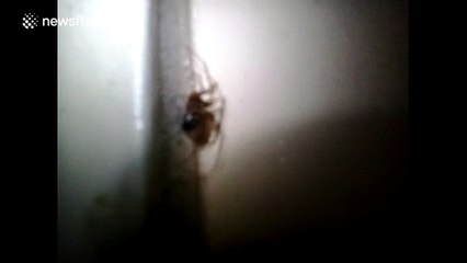 British man finds 'false widow' spider in home
