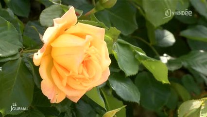 Rendez-vous aux jardins 2016 : Le point avec Allain Durante