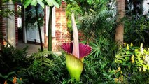 THE CORPSE FLOWER - Phipps Conservatory and Botanical Gardens