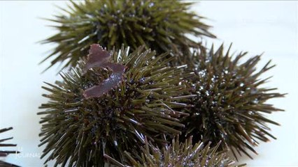 Échiniculture : Rencontre avec 2 éleveurs d'oursins (Vendée)