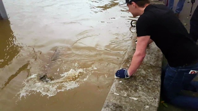 Ces pêcheurs ont profité de la crue de la Seine pour pêcher un silure d’1m80 !