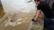 Ces pêcheurs ont profité de la crue de la Seine pour pêcher un silure d’1m80 !
