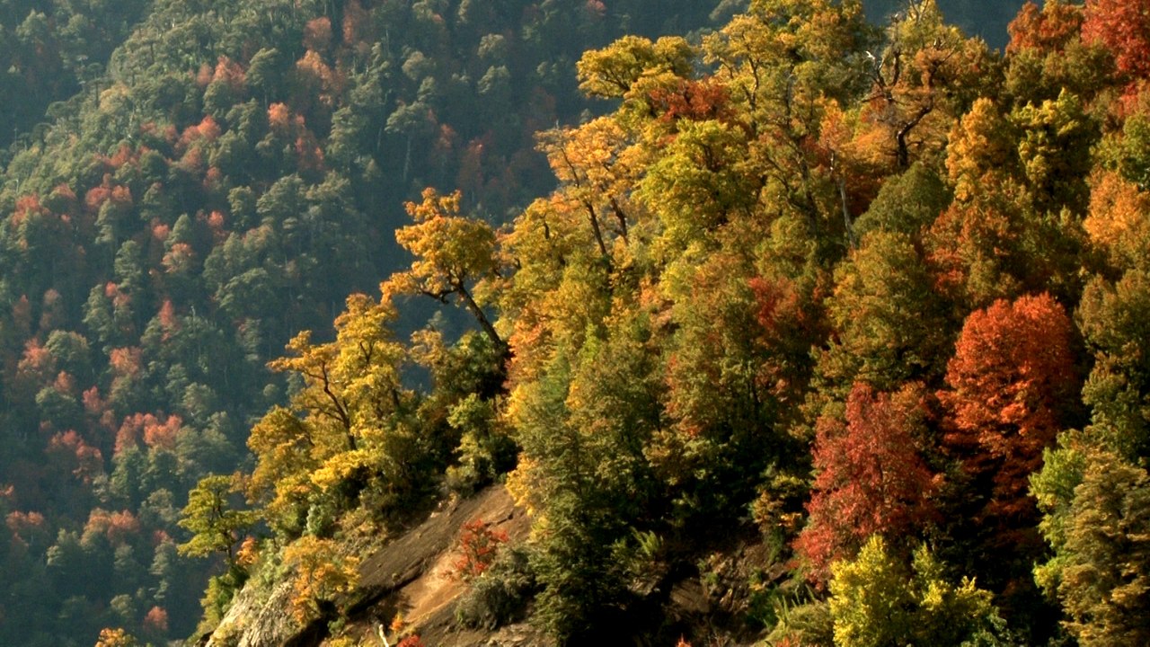 Otoño en Conguillio
