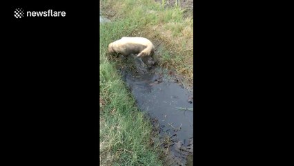 Dog takes mud bath to cool down