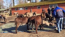 Heartbroken Donkeys Mourn Death of Friend