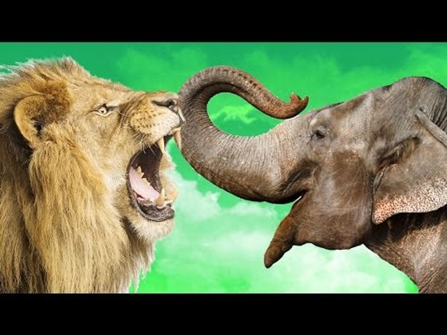 éléphants attaque Lions