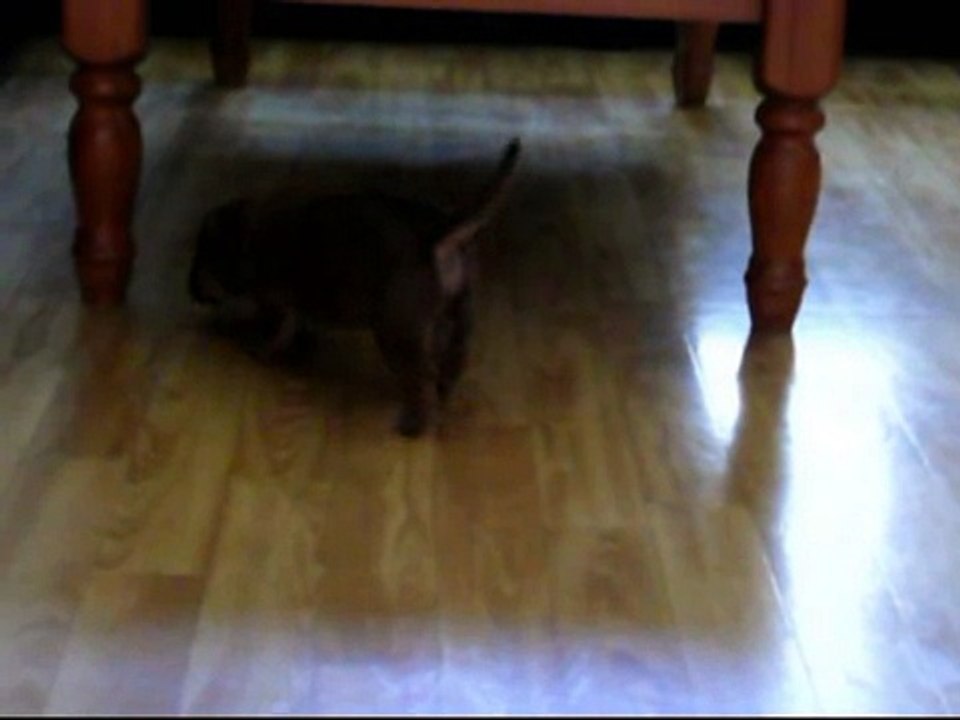 loulou 24 jours.mpg