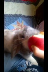 Lapin VS Pomme