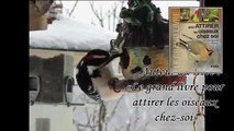 Oiseaux 27 Janv. 2014, musique de François «Lumière de vie»