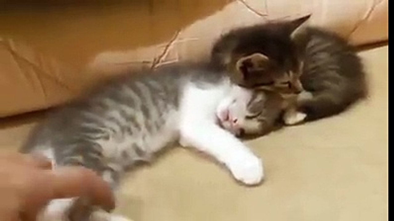 chat tres fatigué MDRR