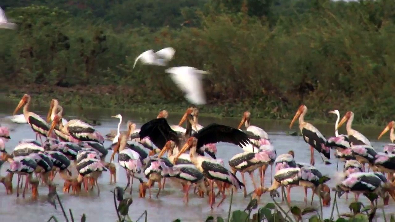 Trip Tour with Beautiful Birds