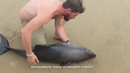 Dauphin échoué sauvé par un kayakiste. Beau geste