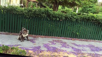 Baby and mother koala spotted on the streets of Adelaide, Australia