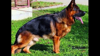 Mittelwest Best  German Shepherd Dogs
