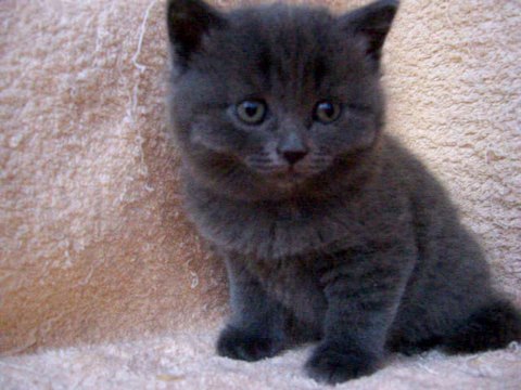 Британский котёнок голубого окраса. Питомник Ridolina.