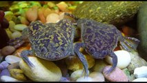 Afrika Kurbağalarının İlginç Özellikleri (Pençeli kurbağalar)