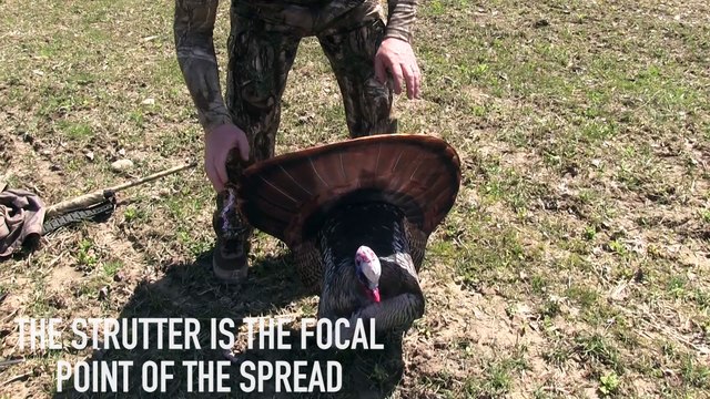 How to Set a Turkey Decoy Mega Spread