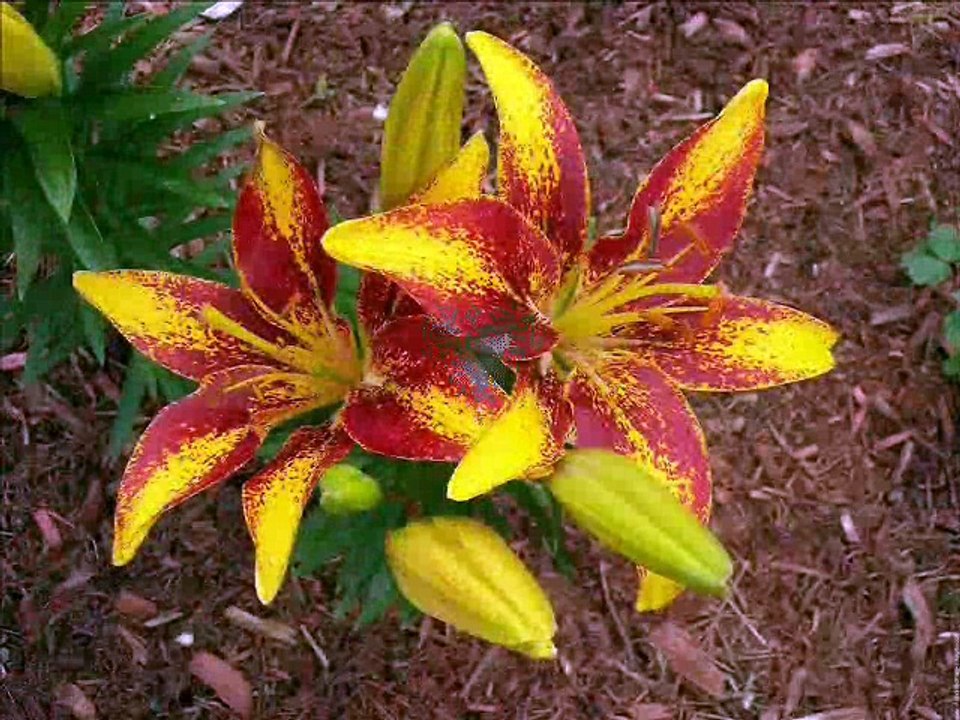 nouveau fleur et nature
