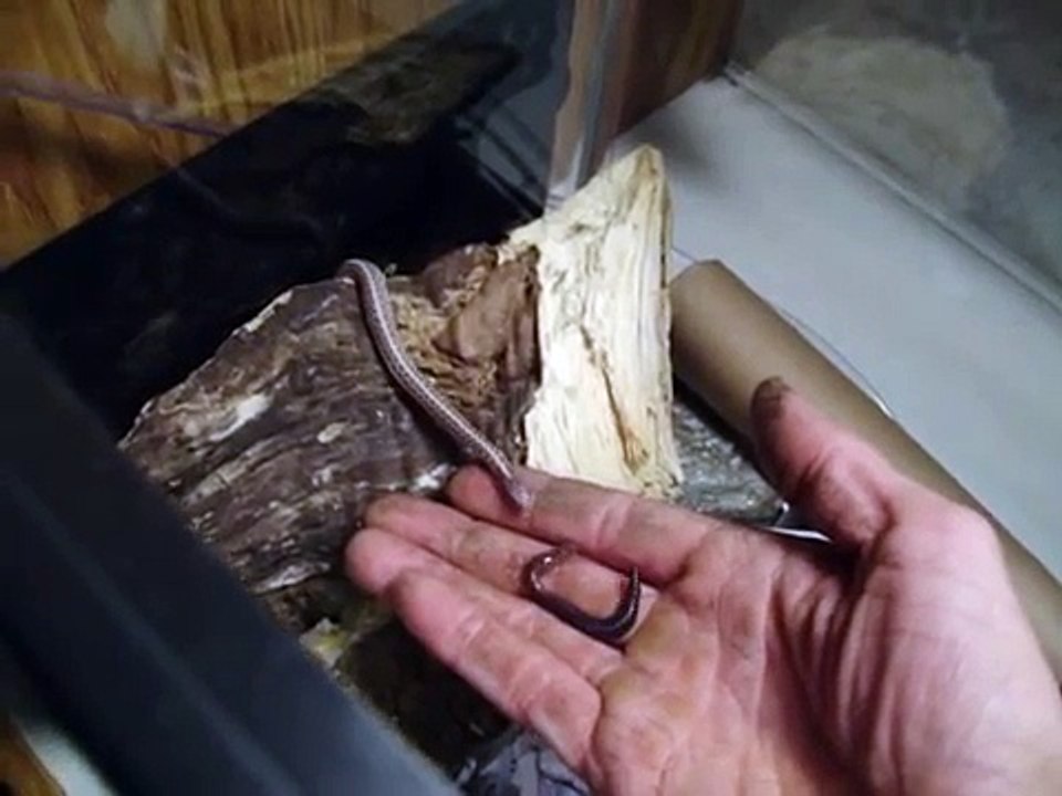 Albino Garter (T.ordinoides) eating an earthworm.