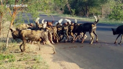 This pack of wild dogs killing a kudu is nature at its most savage