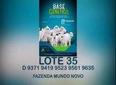 Leilão Virtual Base Genética LOTE 35