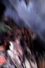 2 day olf kittens under my porch