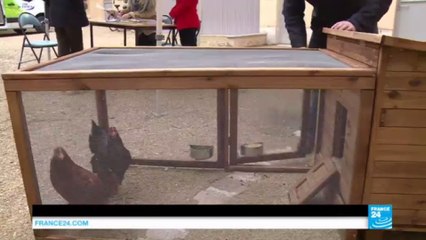 Fighting food waste: French families get help from pet chickens