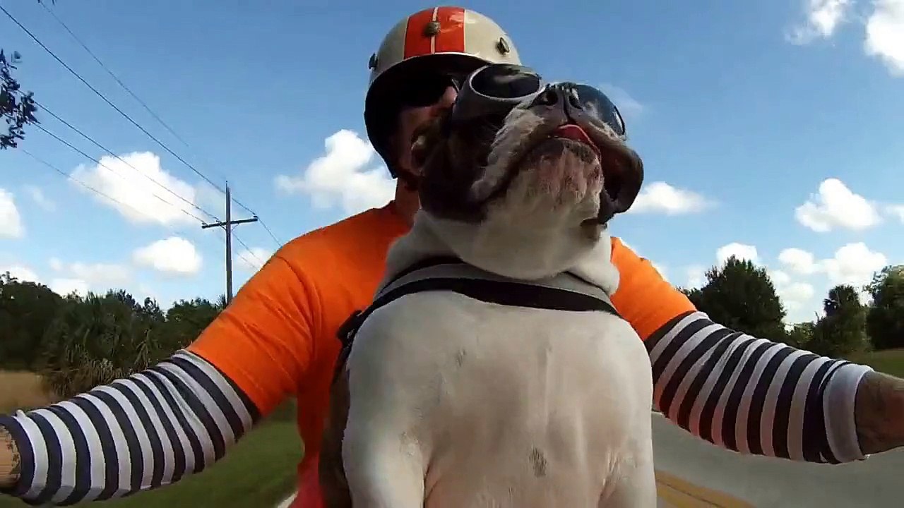 Chien motard