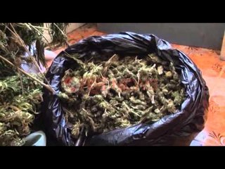 Lufta antikanabis, Policia e Fierit: Bashkëpunim për të parandaluar kultivimin- Ora News