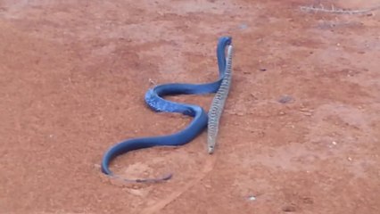 Cobra Azul Vs Cobra Marrom!