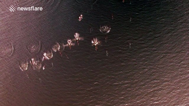 Graceful pod of dolphins swim off Japanese coast