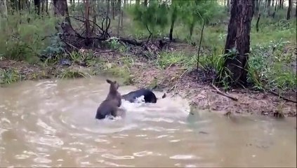 Kangourou vs chien