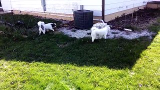 Bindi & Brandi sunny wandering