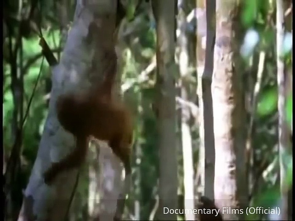 The Real King Of The Jungle - Orangutan Documentary