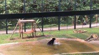 Un ours découvre la liberté et s'éclate comme un fou dans une piscine !