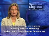 Deadly Maize Disease Threatens Food Supplies in Kenya