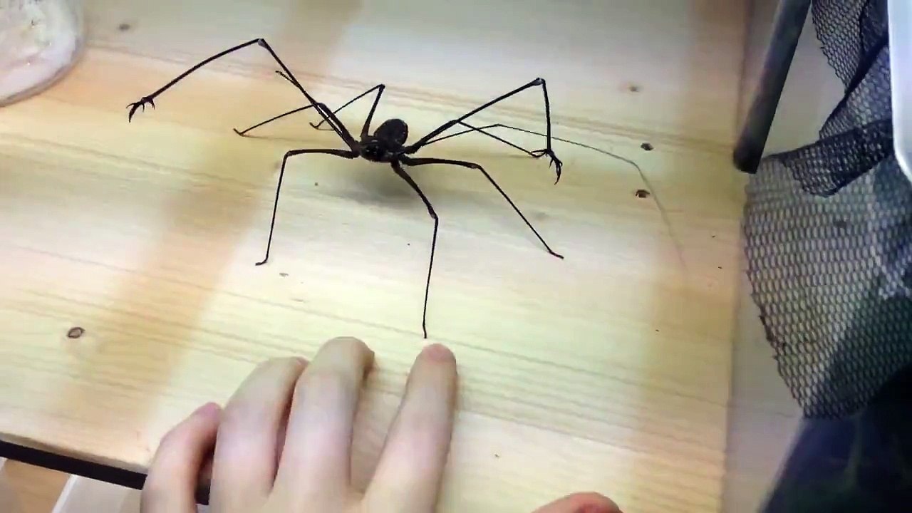 Jouer avec une Euphrynichus amanica