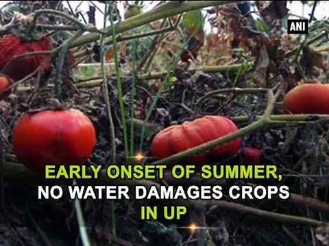 Early onset of summer, no water damages crops in UP